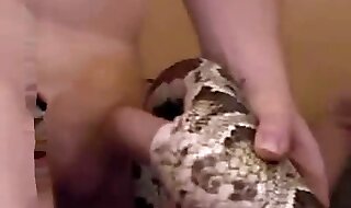 snake