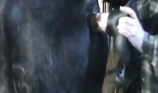 free porn animal