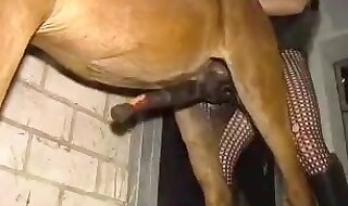 xxx horse