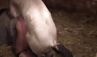 pig porn