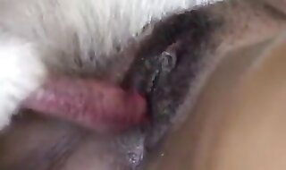 animal sex