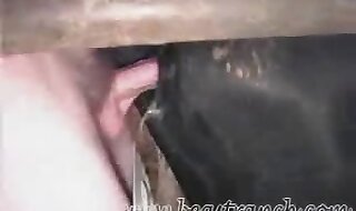 free porn animal