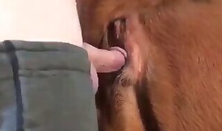 Animal Porn